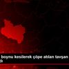 Manisa da boynu kesilerek çöpe atılan tavşan tedavi ...