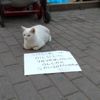 (Özel) Dilenci kedi (Özel) Dilenci kedi