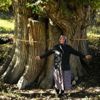 Dünyanın en yaşlı armut ağacı Artvin'de