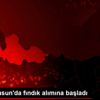 TMO Samsun da fındık alımına başladı TMO Samsun da fındık alımına başladı