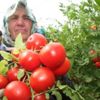 Domateste Amerikan tohumu kararı Domateste Amerikan tohumu kararı