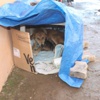 Bahçesine sığınan köpeklere elektrikli battaniye aldı Bahçesine sığınan köpeklere elektrikli battaniye aldı