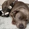 Köpekle saksağanın şaşırtan dostluğu Köpekle saksağanın şaşırtan dostluğu