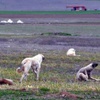 Sokak köpeklerinin saldırdığı kadın öldü Sokak köpeklerinin saldırdığı kadın öldü