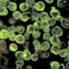 Naegleria fowleri: ABD'de 'beyin yiyen amip' vakası görüldü Naegleria fowleri: ABD'de 'beyin yiyen amip' vakası görüldü