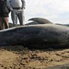 Ölü yunus sahile vurdu