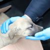 Ayvacık ta ayağı kırılan köpeği belediye tedavi ettirdi