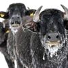 Gölün dibindeki yosunlarla beslenen mandalar Gölün dibindeki yosunlarla beslenen mandalar