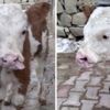Bu buzağıyı görenler gözlerine inanamıyor