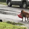 Dünya o köpeğin aklına hayran kaldı