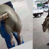 Sakarya'daki dev fare fotoğrafı panikletti Sakarya'daki dev fare fotoğrafı panikletti