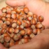 Ticaret borsalarında 715 bin tonun üzerinde fındık işlem gördü Ticaret borsalarında 715 bin tonun üzerinde fındık işlem gördü