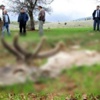 Kızıl geyikleri öldürüp, etlerini aldılar Kızıl geyikleri öldürüp, etlerini aldılar