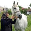 Emekli yarış atı evladı gibi oldu