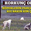Doktor çiftin kızı Erinç Pütün'ü sokak köpekleri parçaladı