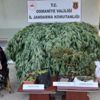 ﻿Evinde Hint keneviri yetiştiren şüpheli tutuklandı