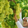 Bağlarda don ve dolu rekolteyi vuracak Bağlarda don ve dolu rekolteyi vuracak