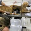 ﻿İstanbul'da 4 yavru köpek zehirlendi