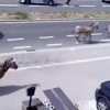 Brüksel'de zebra kaosu! Brüksel'de zebra kaosu!