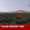 O ilimizde aslan paniği sürüyor! Vatandaşlar konuştu |Video O ilimizde aslan paniği sürüyor! Vatandaşlar konuştu |Video