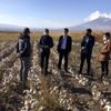 Çukurovada Pamuk hasadı zamanı