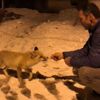 Köye inen tilkiye yiyecek ikram ettiler Köye inen tilkiye yiyecek ikram ettiler