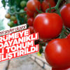 Yerli tohum, domatesleri çürümeye karşı koruyor