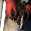 Balıkların tek tek içlerini açtılar! Çıkanlar şoke etti