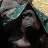 Orangutana 'insan hakları' verilecek Orangutana 'insan hakları' verilecek