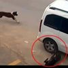 Antalya’da köpeği kasten ezen sürücünün ehliyetine el konuldu