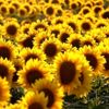 Ayçiçeği alım fiyatı belli oldu Ayçiçeği alım fiyatı belli oldu