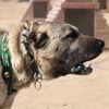 Dünya ’kangal’ı kabul etti Dünya ’kangal’ı kabul etti