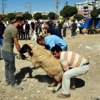 Van'da Kurban Kesimi Van'da Kurban Kesimi
