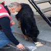 Alkışlanacak hareket! İftarlık kumanyasını, sokak köpeğiyle paylaştı Alkışlanacak hareket! İftarlık kumanyasını, sokak köpeğiyle paylaştı