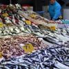 Son 15 yılın en bereketli balık sezonu Son 15 yılın en bereketli balık sezonu