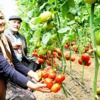 Seracıların sorunu da çok Seracıların sorunu da çok