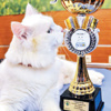 En güzel Ankara Kedisi “Romeo” En güzel Ankara Kedisi “Romeo”