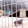 Aslan ile köpek kafeste karşı karşıya geldi. Korku dolu anlar Aslan ile köpek kafeste karşı karşıya geldi. Korku dolu anlar