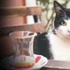 ‘Kedi’ yılın en iyi bağımsızlarından