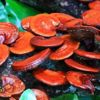 Doğanın hediyesi Reishi mantarının mucizevi faydaları Doğanın hediyesi Reishi mantarının mucizevi faydaları