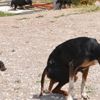 Kahramanmaraş'ta köpek yavruları yaralı annelerinin başından ayrılmadı Kahramanmaraş'ta köpek yavruları yaralı annelerinin başından ayrılmadı