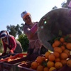 TZOB: Üretici ve market fiyatları arasındaki fark bir türlü kapanmıyor TZOB: Üretici ve market fiyatları arasındaki fark bir türlü kapanmıyor