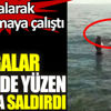 Kargalar denizde yüzen adama saldırdı Kargalar denizde yüzen adama saldırdı