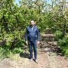 Kemalpaşa da kiraz hasadında geri sayım Kemalpaşa da kiraz hasadında geri sayım
