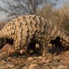 Koronavirüsü için pangolin iddiası! Koronavirüsü için pangolin iddiası!