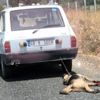 Yürek parçalayan görüntüler! Bayram günü köpeğe işkence Yürek parçalayan görüntüler! Bayram günü köpeğe işkence