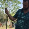 Kendisine saldıran yılanı eliyle yakaladı