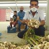 Yerli sarımsak çıktı, fiyatlar düştü