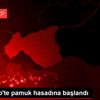Gaziantep te pamuk hasadına başlandı Gaziantep te pamuk hasadına başlandı