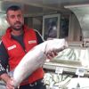 Kilosunu 100 liradan sattı! Çanakkale Gelibolu'da 7 kiloluk levrek yakalandı Kilosunu 100 liradan sattı! Çanakkale Gelibolu'da 7 kiloluk levrek yakalandı